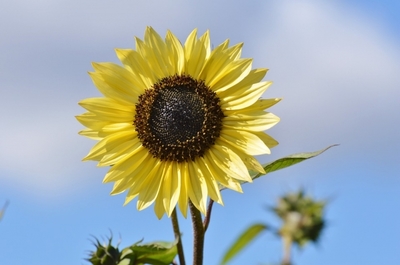 Vertrouwen, zonnebloem.jpg